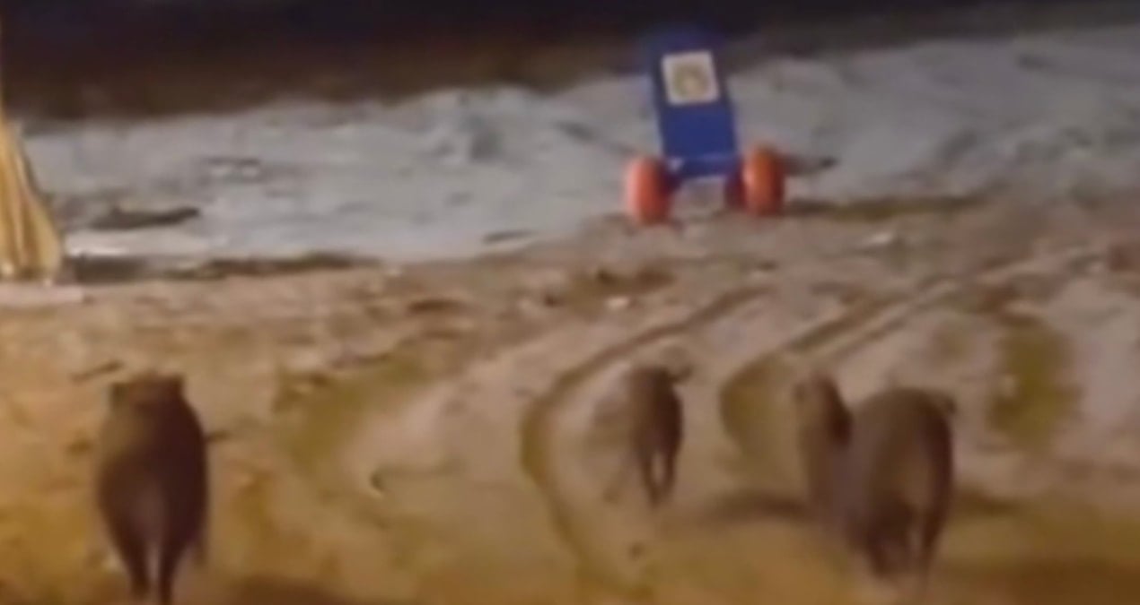 sahile akin ettiler gorenler saskinligini gizleyemedi LIIHQ1cW