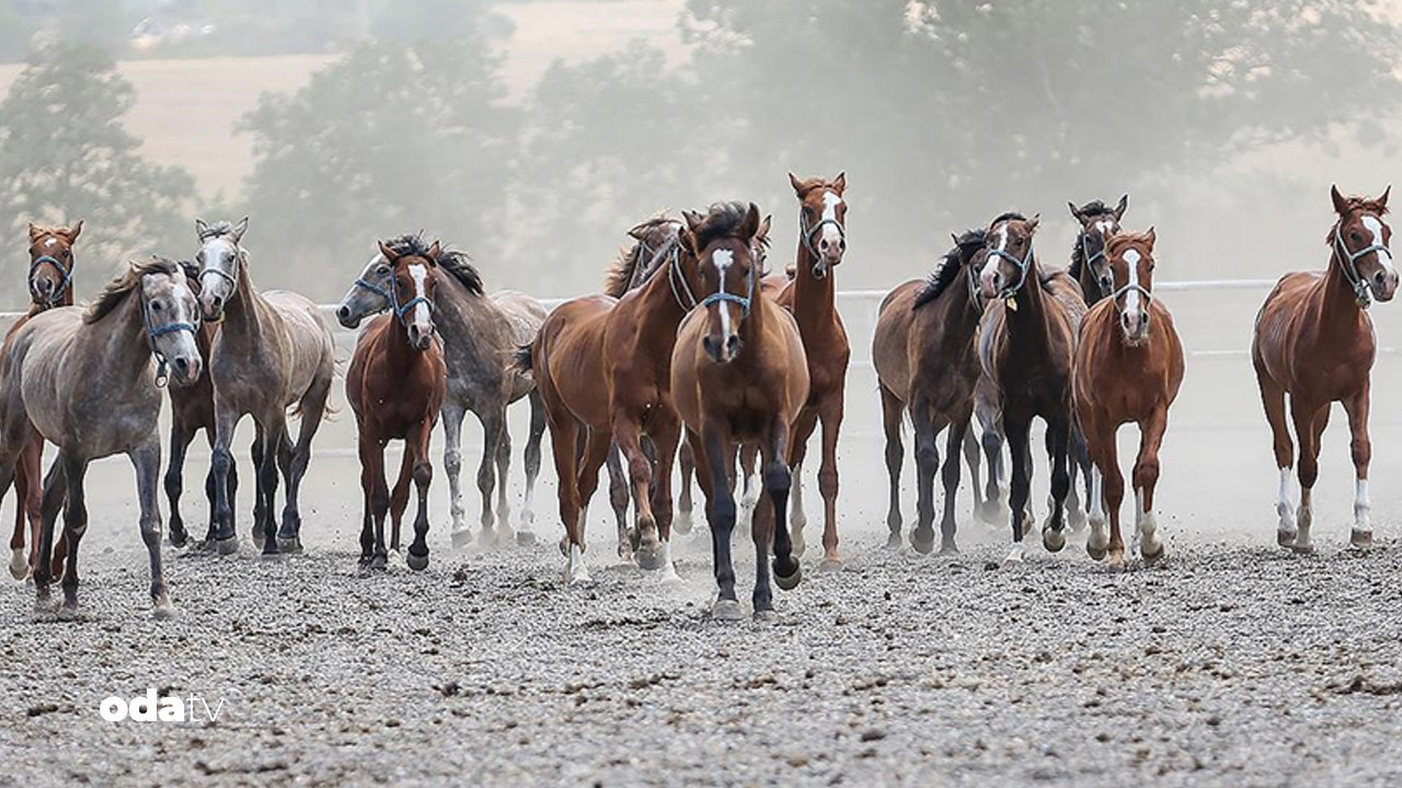 tigemden 15 safkan elit arap ati satisi xr8ykxLU