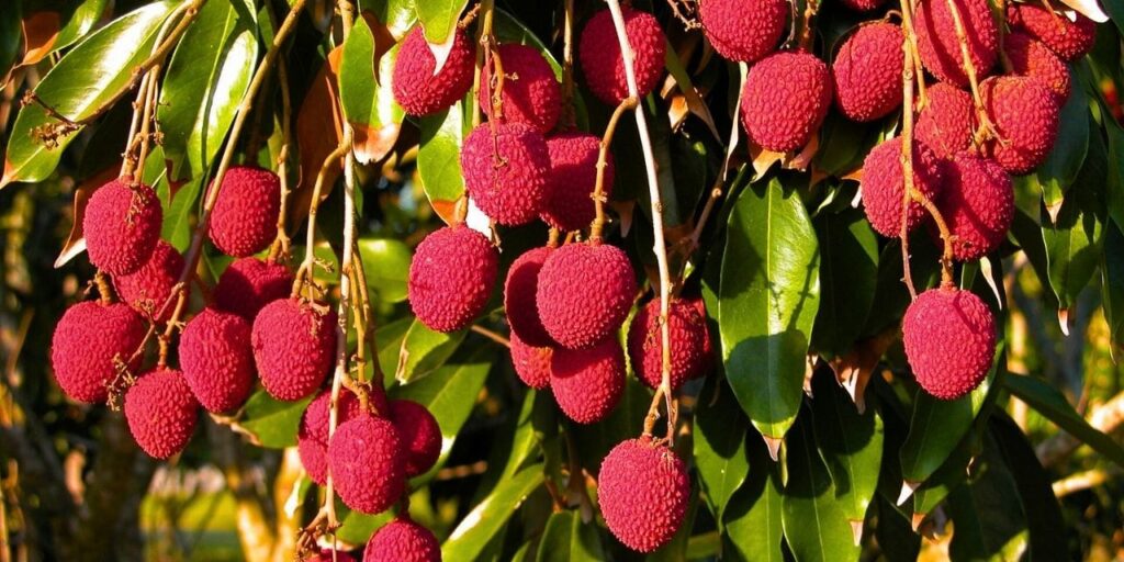 vitamin-deposu-krallarin-meyvesinin-kilosu-720-tl-sadece-mersinde-yetisiyor-wVC8b9ep