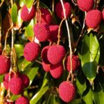 Mersin’in Eşsiz Meyvesi Liçi: Kilosu 720 TL, Kralların Tercihi