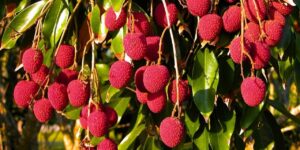 vitamin-deposu-krallarin-meyvesinin-kilosu-720-tl-sadece-mersinde-yetisiyor-wVC8b9ep